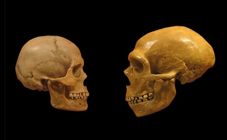 Cerebro del 'Homo Sapiens' y del neandertal