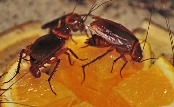 El consumo de alimentos contaminados por las cucarachas puede provocar enfermedades como la disentería o la salmonelosis