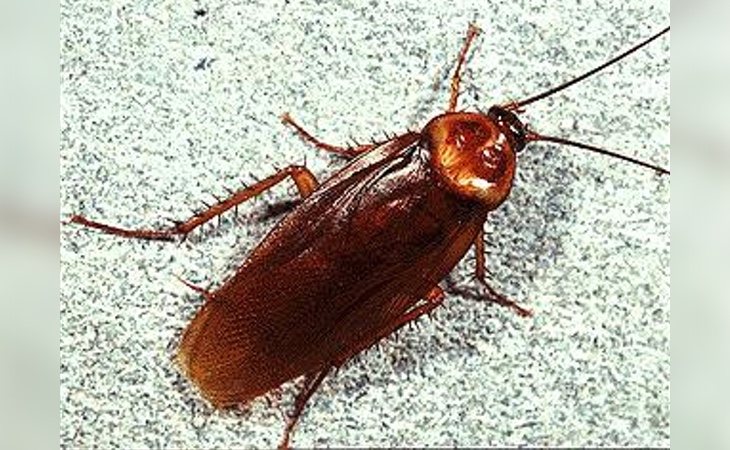 La 'súpercucaracha' ha venido para quedarse