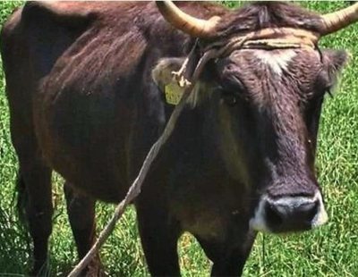 Una vaca es condenada a muerte por haber cruzado la frontera de la UE sin papeles