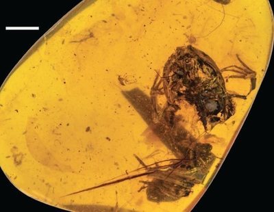 Descubren el fósil de rana más antiguo del mundo