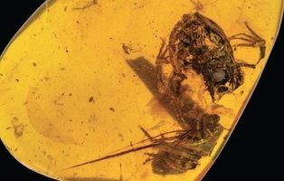 Descubren el fósil de rana más antiguo del mundo