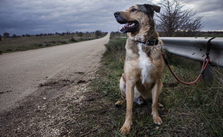 En verano se multiplican los abandonos a mascotas