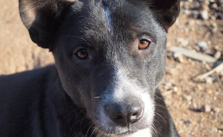 Muchas mascotas no sobreviven a los abandonos