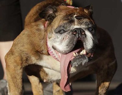 Muere Zsa Zsa, la perrita más fea del mundo