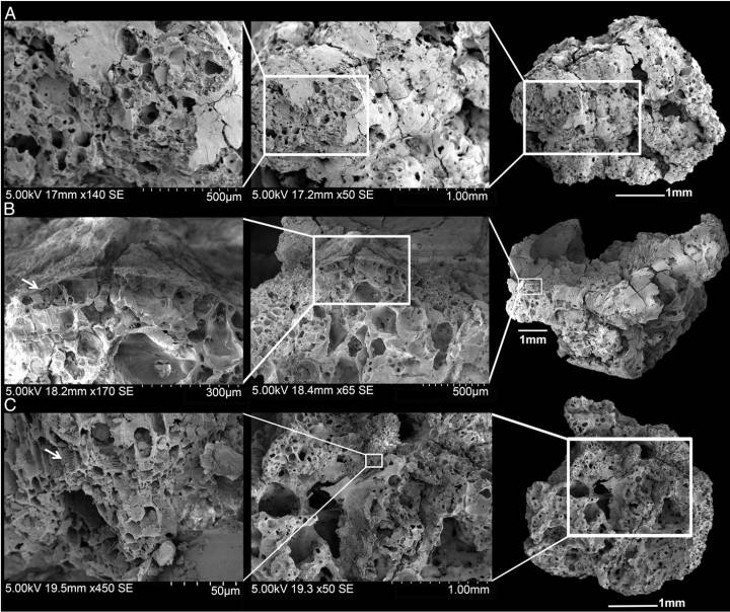 Así se ven las migas en el microscopio