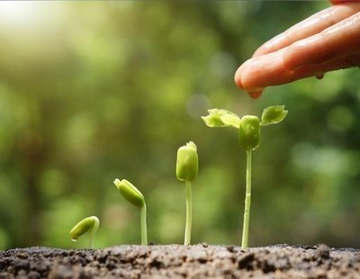 Las plantas ven, recuerdan y gritan cuando las cortas: sus conductas más desconocidas