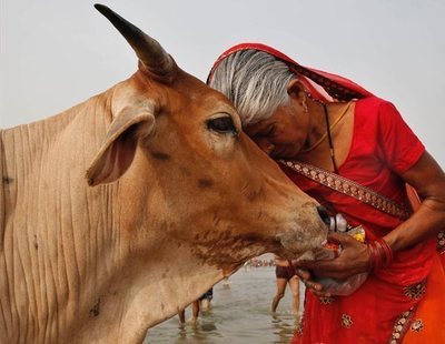 Un tribunal de la India otorga a los animales los mismos derechos que a los seres humanos