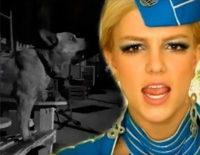 Este perro "canta" mejor que Britney Spears su éxito 'Toxic' y las redes enloquecen