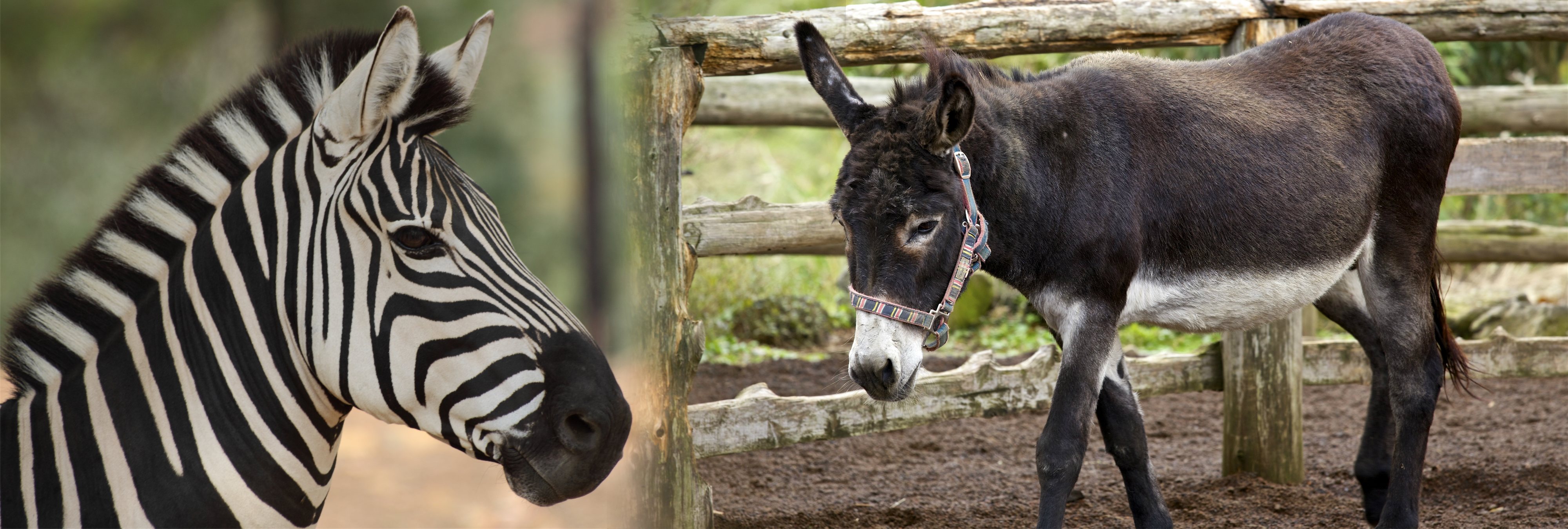 Un zoo de Egipto pinta a burros de blanco y negro para hacerlos pasar por cebras