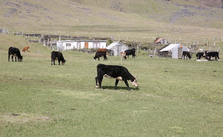 Sus habitantes llevan una economía basada en la subsistencia. En imagen, uno de los pastos que se encuentran en la isla