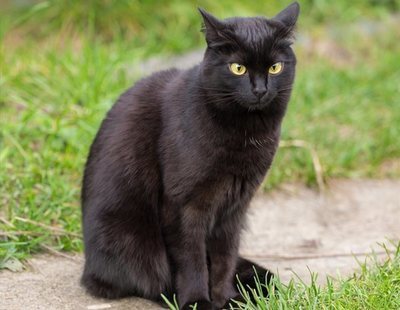 El festejo de lanzar a una gata negra desde dos metros de altura podría terminar