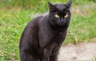 El festejo de lanzar a una gata negra desde dos metros de altura podría terminar