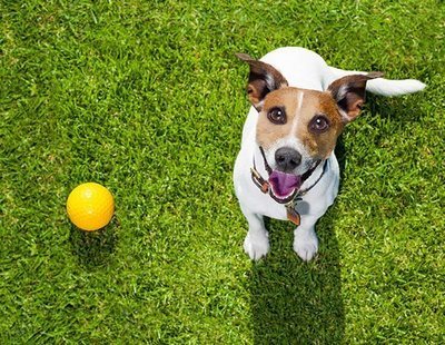 ¿Por qué tu perro te mira mientras está haciendo caca?