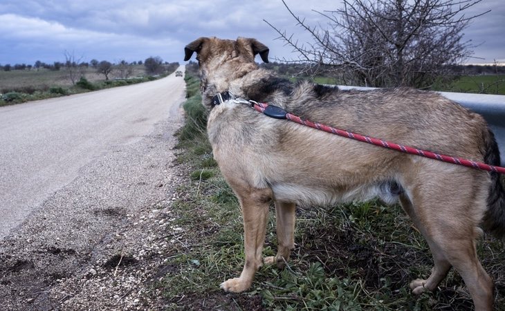 España es uno de los países donde se abandonan más perros