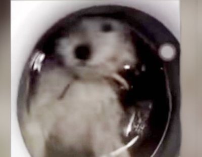 La redes arden contra una joven que se grabó encendiendo la lavadora con su perro dentro