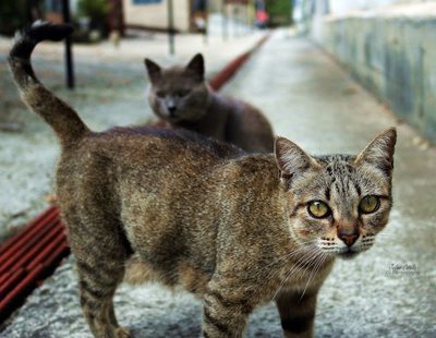 El abandono de mascotas continúa siendo muy elevado en España