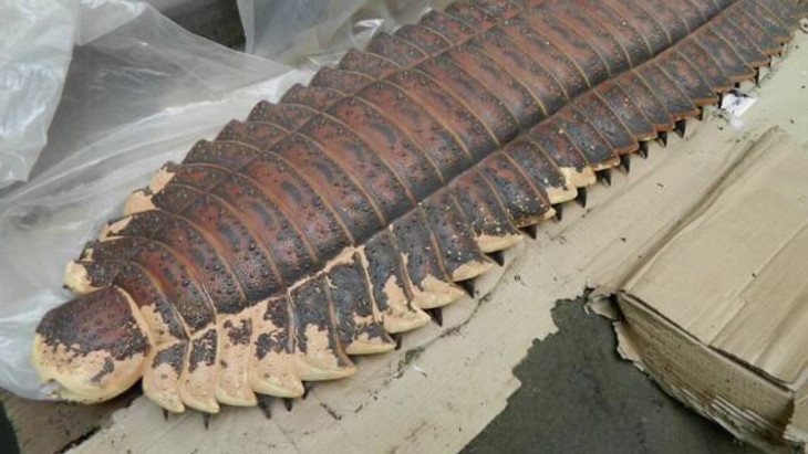 Arthropleura