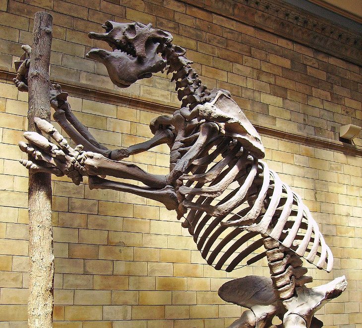 Megatherium