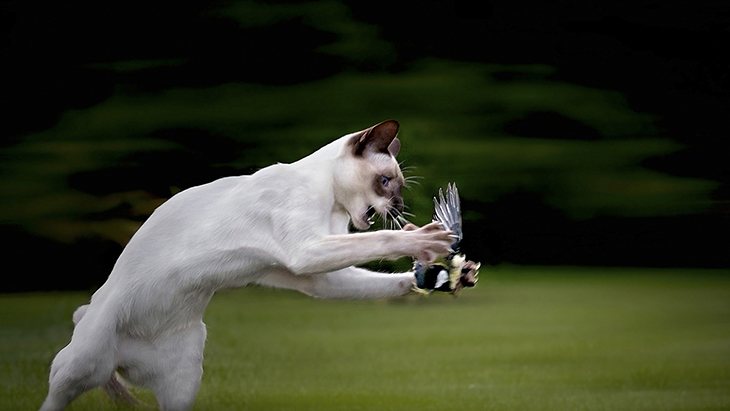 La caza de los gatos a aves es la causa de su prohibición