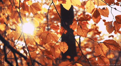 Bonitos colores de otoño