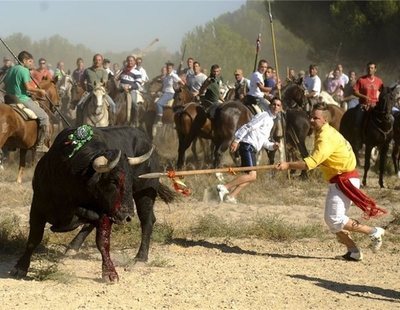 Tordesillas celebrará por tercer año el Toro de la Vega sin dar muerte al animal