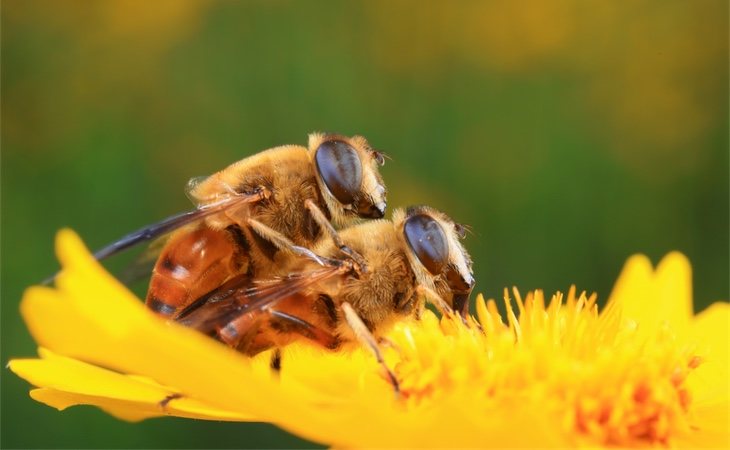 Las abejas emiten feromonas