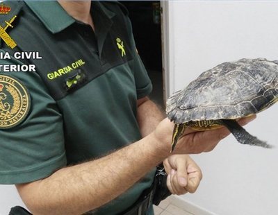 Ingresa una mujer en Tenerife con una tortuga muerta dentro de la vagina durante días