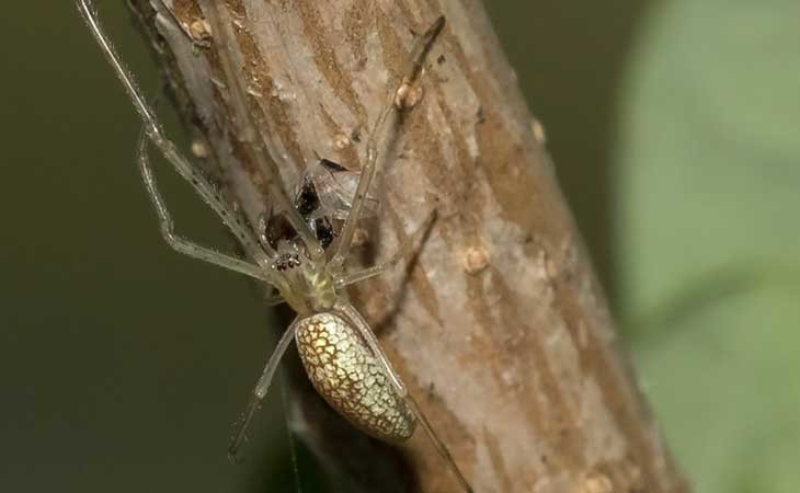 Un ejemplar de la araña Tetragnatha