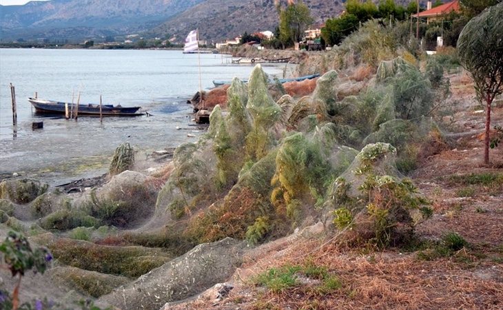 La zona apareció completamente cubierta por una tela de araña gigante