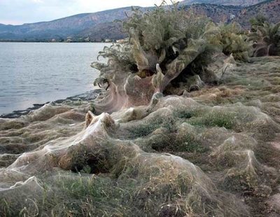 Aparece una gigantesca telaraña de más de 300 metros en una playa de Grecia