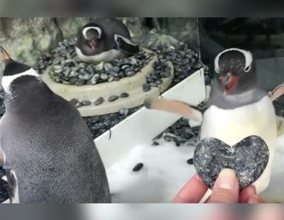Una pareja gay de pingüinos incuba el huevo de su futuro hijo en el Acuario de Sidney