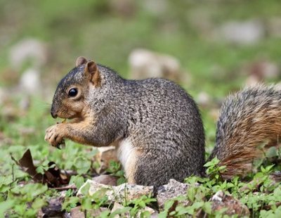 Un hombre muere por comerse el cerebro de una ardilla