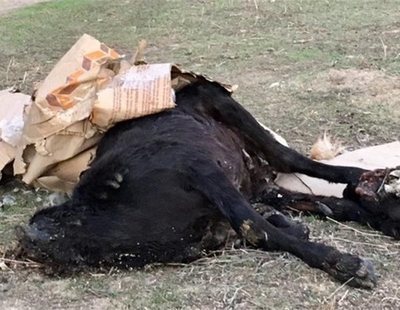 Miedo por la aparición de una cabra decapitada y una gallina sacrificada en una calle de Madrid