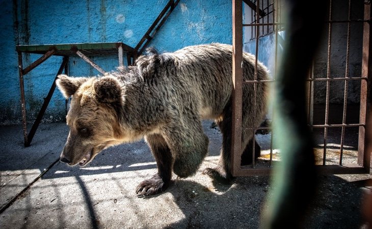 Las fotografías recogidas por los activistas dan buena cuenta de las condiciones que sufrían los animales