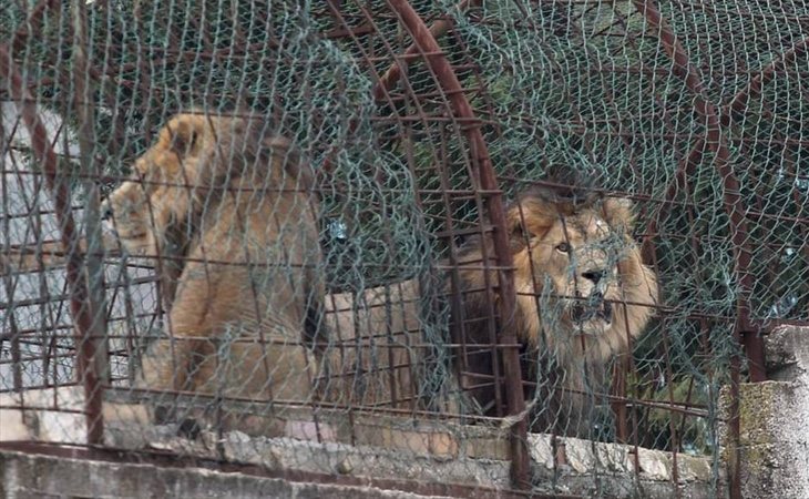 Muchos animales estaban encerrados en jaulas de tamaño ínfimo