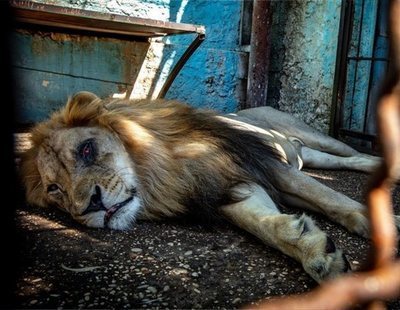 Rescatan 12 animales en condiciones "lamentables" de uno de los peores zoos de Europa