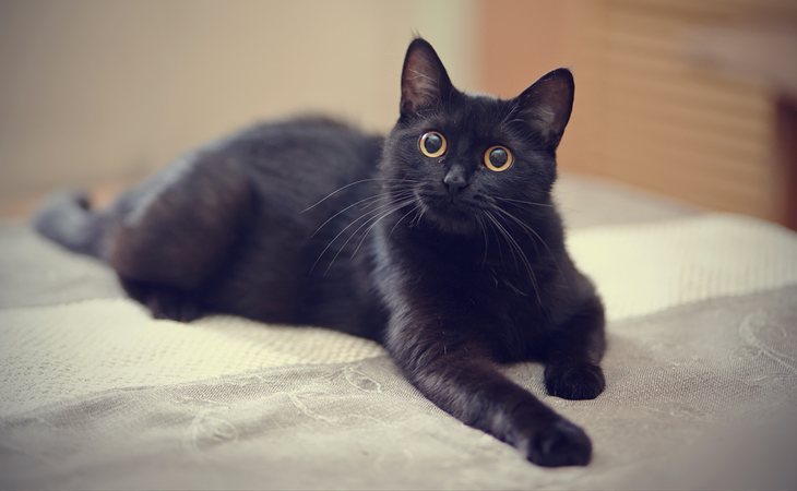 Paralizadas Las Adopciones De Gatos Negros En Halloween Ante Los