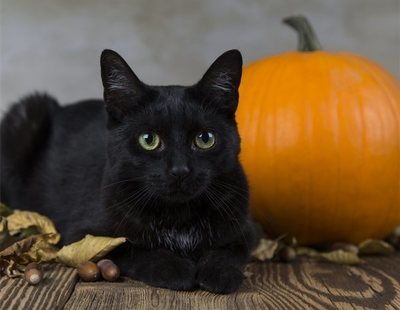 Paralizadas las adopciones de gatos negros en Halloween ante los sacrificios satánicos