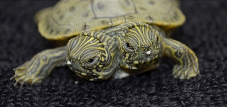 Thelma y Louise, la tortuga con dos cabezas que está perfectamente sana