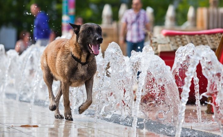Los perros no podrán bañarse en las fuentes públicas