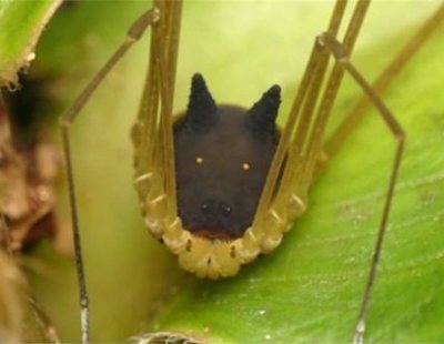 Descubren una especie de araña con cabeza de perro en la selva tropical de Ecuador