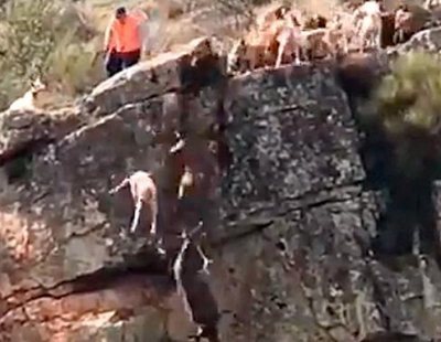 Indignación: Una cacería se salda con 12 perros y un ciervo despeñados por un barranco