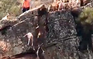 Indignación: Una cacería se salda con 12 perros y un ciervo despeñados por un barranco