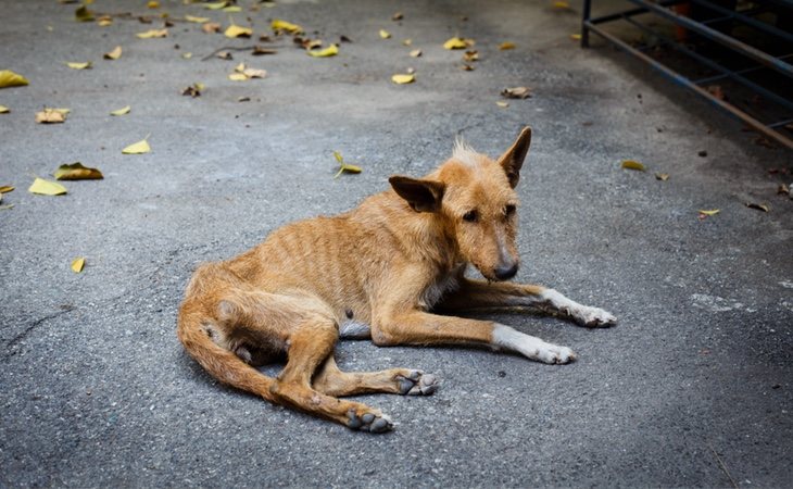 La veterinaria y Wolfi