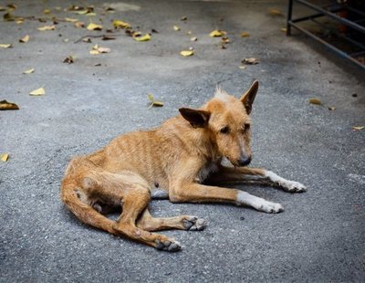 Un hombre viola a su perro en Mallorca y muere por una infección en el pene