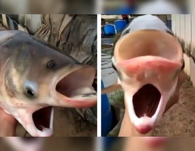 Un pez deformado y capturado en un río radioactivo aterra a internet