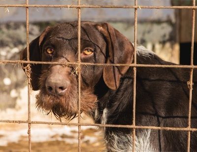 Dinamarca mantiene burdeles donde se prostituyen todo tipo de animales