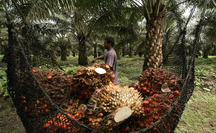 La deforestación debido al cultivo del aceite de palma