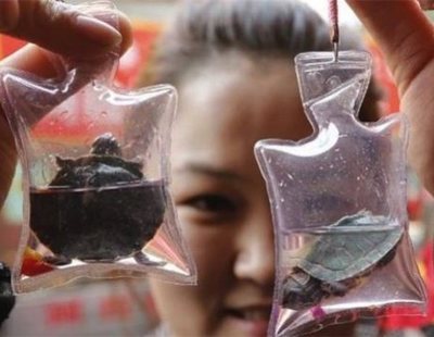Peces y tortugas vivas se comercializan como llaveros de la suerte en China